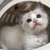 ラグドール【埼玉県・男の子・2023年4月29日・ブルーポイントバイカラー】の写真4