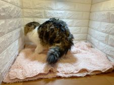 スコティッシュフォールド【・男の子・2017年4月9日・ブラウンタビー&ホワイト】