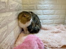 スコティッシュフォールド【・男の子・2017年4月9日・ブラウンタビー&ホワイト】