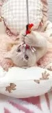 フォールデックス【埼玉県・男の子・2025年5月29日・クリーム】の写真10