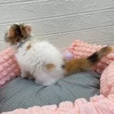 スコティッシュフォールド(立ち耳)【埼玉県・女の子・2024年12月7日・キャリコ】の写真14