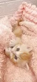 スコティッシュフォールド(立ち耳)【埼玉県・男の子・2025年5月24日・レッドタビー&ホワイト】の写真14