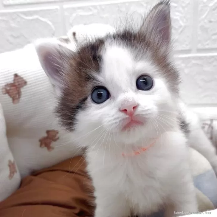 ID：2504-01539の子猫