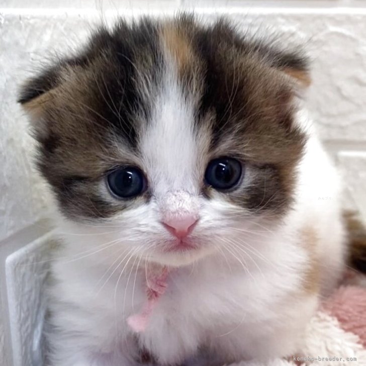 ブリーダー画像