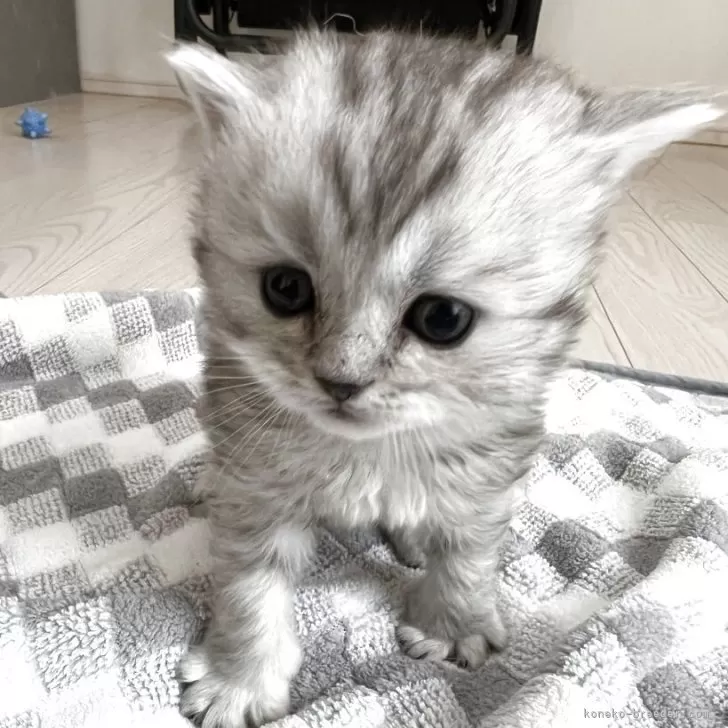 スコティッシュフォールド(立ち耳)【埼玉県・男の子・2025年10月12日・シルバーマッカレルタビー&amp;ホワイト】の写真1