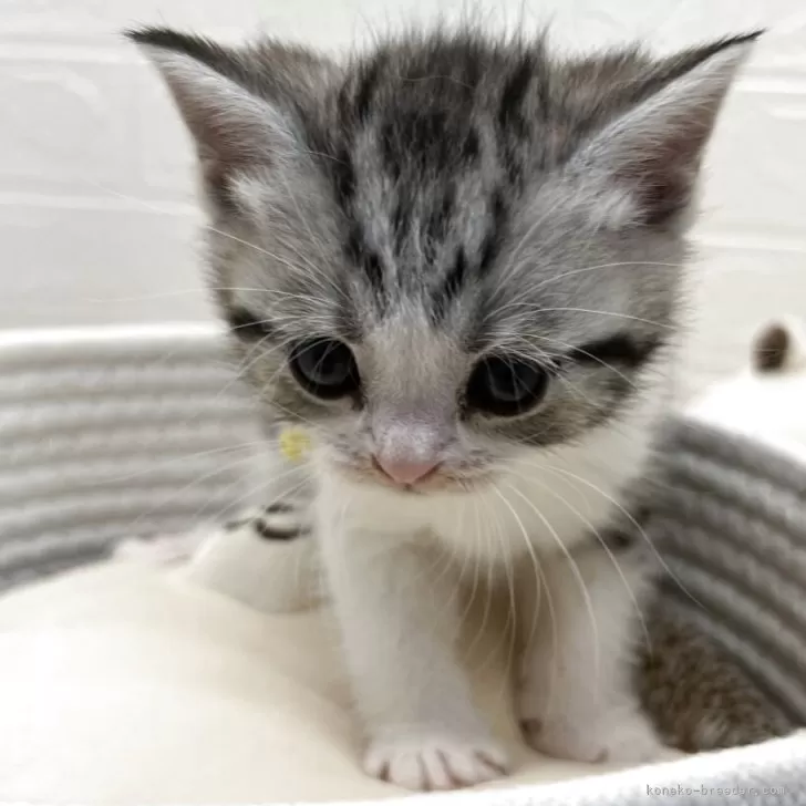 ID：2505-00858の子猫