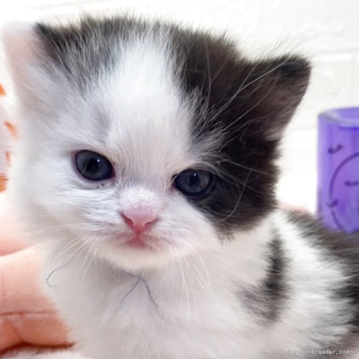 ブリーダー画像