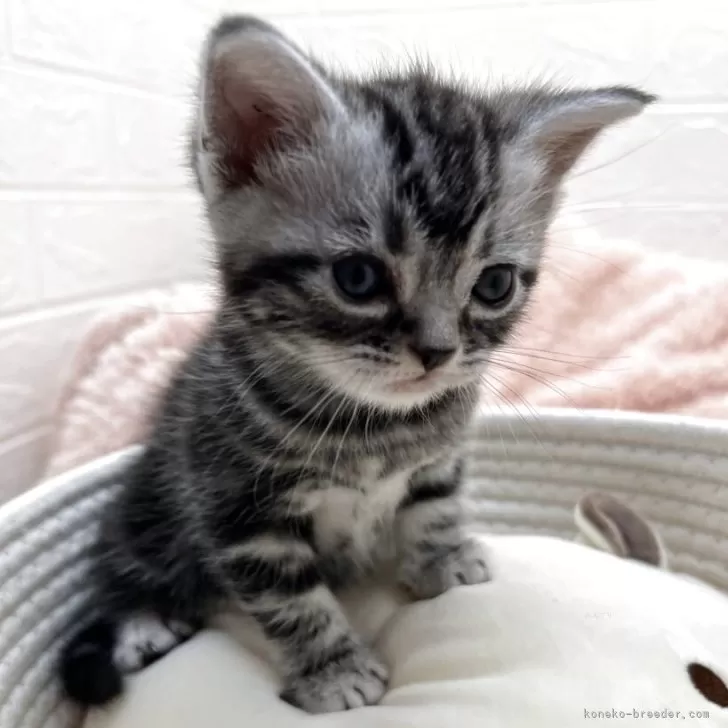 アメリカンショートヘア【埼玉県・男の子・2025年10月10日・シルバータビー】の写真1