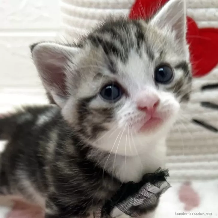 スコティッシュフォールド(立ち耳)【埼玉県・男の子・2025年10月1日・シルバータビー&amp;ホワイト】の写真1