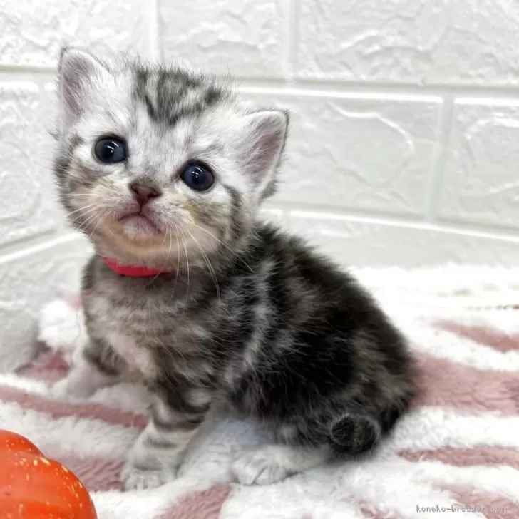 スコティッシュフォールド(立ち耳)【埼玉県・女の子・2025年10月1日・シルバータビー&amp;ホワイト】の写真1