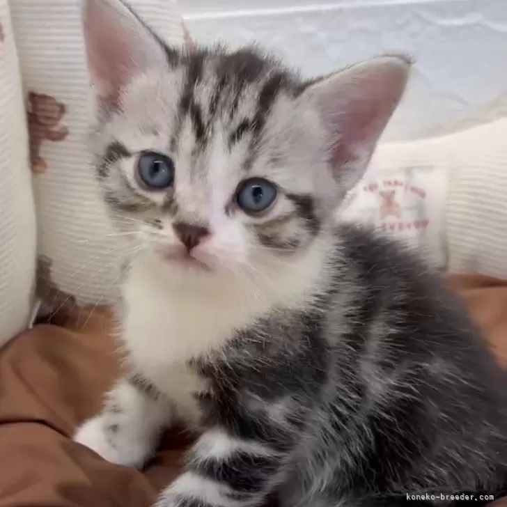 ID：2504-00882の子猫