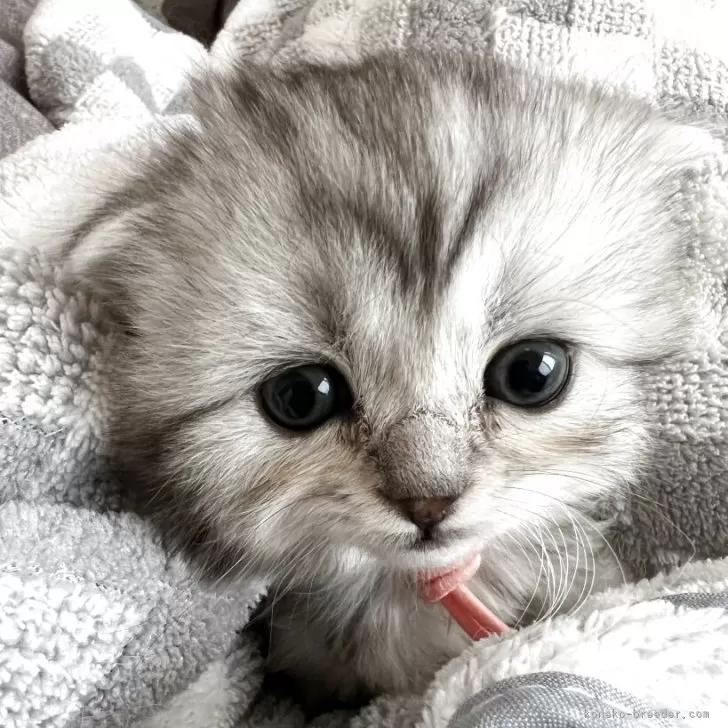 スコティッシュフォールド(折れ耳)【埼玉県・女の子・2025年10月12日・シルバーマッカレルタビー&amp;ホワイト】の写真1