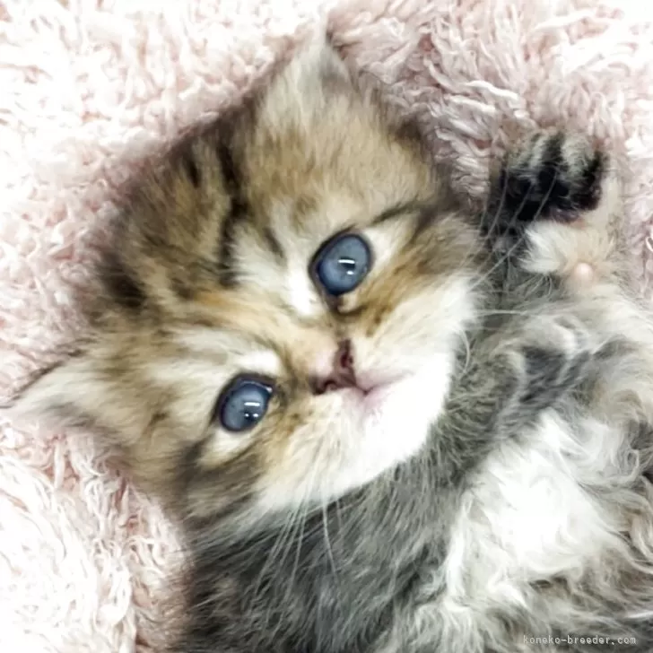 ID：2509-01831の子猫