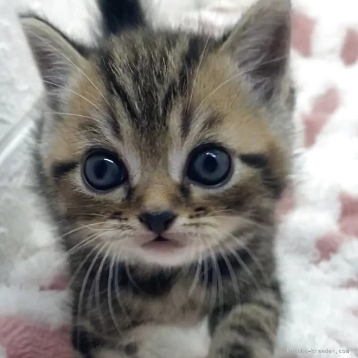 ID：2507-00295の子猫