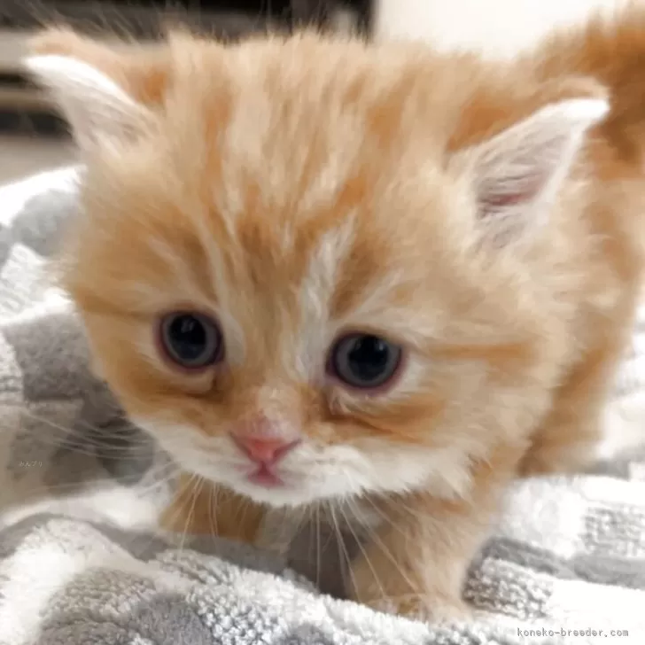 スコティッシュフォールド(立ち耳)【埼玉県・男の子・2025年10月12日・レッドタビー】の写真1