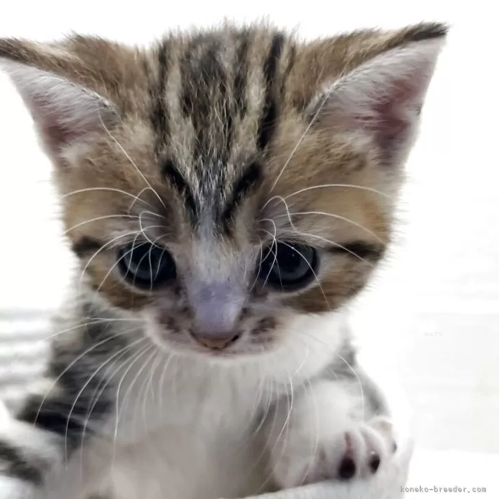 ID:2505-00804の子猫