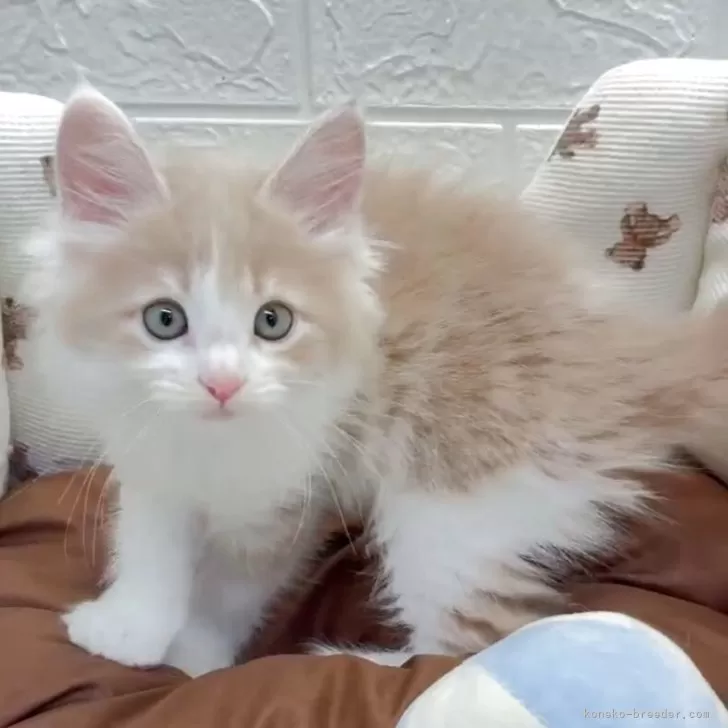 ID：2504-02690の子猫