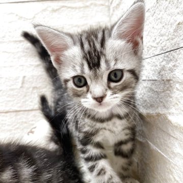 アメリカンショートヘア【埼玉県・男の子・2025年10月15日・シルバータビー（短毛）】の写真「パパが日本🇯🇵一イケメンくん🥰」