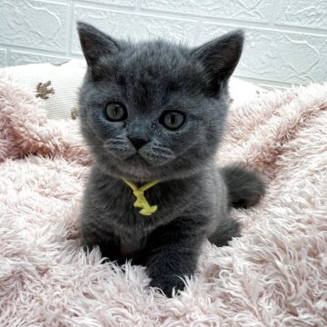 ブリティッシュショートヘア【埼玉県・女の子・2025年10月10日・ブルー（短毛）】の写真「出産ラッシュのため、安価にしてます🥰」