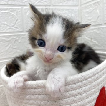 メインクーン【埼玉県・男の子・2025年10月22日・ブルー&ホワイト（長毛）】の写真「今流行りのメインクーン😍珍しいカラー🩷」