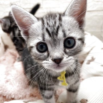アメリカンショートヘア【埼玉県・女の子・2025年10月15日・シルバータビー（短毛）】の写真「パパが日本🇯🇵一🥰べっぴんさんや〜」