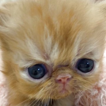 エキゾチックショートヘア【埼玉県・男の子・2025年7月10日・レッドタビー（短毛）】の写真「大人気カラー✨癒し系ぶさかわくん😻」