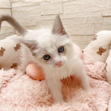 ラグドール【埼玉県・男の子・2025年10月2日・ブルーポイントバイカラー（長毛）】の写真「出産ラッシュのため、32.8→22.2万円☝️破格」