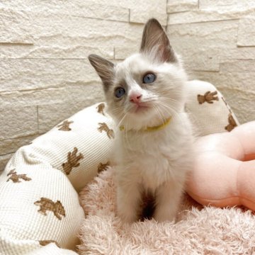 ラグドール【埼玉県・女の子・2025年10月2日・ブルーポイントバイカラー（長毛）】の写真「出産ラッシュのため、32.8→22.2万円☝️破格」