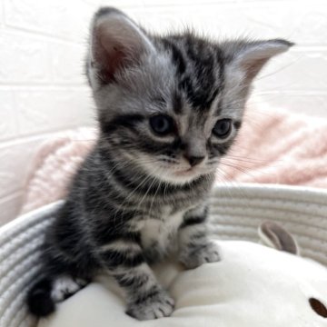 アメリカンショートヘア【埼玉県・男の子・2025年10月10日・シルバータビー（短毛）】の写真「クオードグランドチャンピオンの日本一の父親🥰🥰」