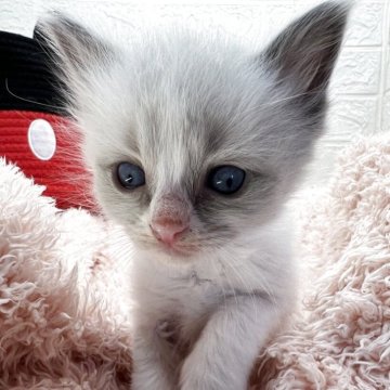 ラグドール【埼玉県・男の子・2025年10月2日・ブルーポイントバイカラー（長毛）】の写真「イケメンくん😆綺麗なハチワレ☝️🥰」