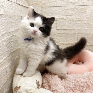 スコティッシュフォールド(立ち耳)【埼玉県・男の子・2025年10月1日・ブルー&ホワイト（長毛）】の写真「出産ラッシュのため、安価にしてます🥰」