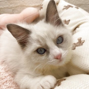 ラグドール【埼玉県・女の子・2025年10月2日・ブルーポイントバイカラー（長毛）】の写真「babyラッシュのため、32.8→22万円☝️🤗」