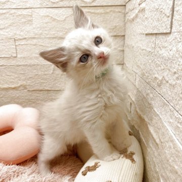 ラグドール【埼玉県・男の子・2025年10月2日・ブルーポイントバイカラー（長毛）】の写真「出産ラッシュのため、32.8→22.2万円☝️破格」