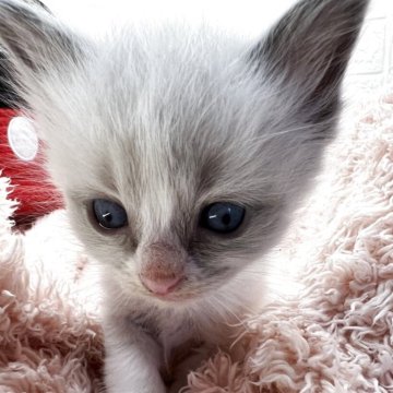 ラグドール【埼玉県・男の子・2025年10月2日・ブルーポイントバイカラー（長毛）】の写真「イケメンくん😆綺麗なハチワレ☝️🥰」