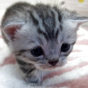 スコティッシュフォールド(立ち耳)【埼玉県・女の子・2025年10月1日・シルバータビー&ホワイト（短毛）】の写真「べっぴん過ぎるにゃんこ🩷ほぼアメショ🤣」