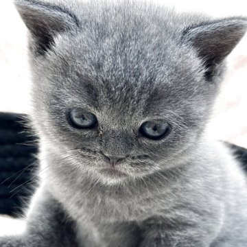 ブリティッシュショートヘア【埼玉県・女の子・2025年10月10日・ブルー（短毛）】の写真「更にムチムチ体型になりそうです🥰ずんぐりむっくり」