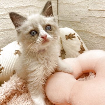 ラグドール【埼玉県・男の子・2025年10月2日・ブルーポイントバイカラー（長毛）】の写真「出産ラッシュのため、32.8→22.2万円☝️破格」