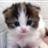 スコティッシュフォールド(折れ耳)