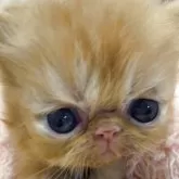 エキゾチックショートヘア