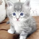 メインクーン【埼玉県・男の子・2025年3月27日・ブルータビー&ホワイト】の写真1