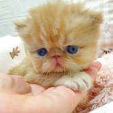 エキゾチックショートヘア
