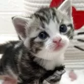 スコティッシュフォールド(立ち耳)