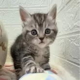 スコティッシュフォールド(立ち耳)【埼玉県・男の子・2024年12月6日・シルバータビー】の写真1