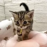 アメリカンショートヘア