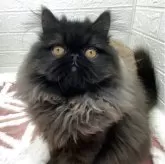 フォールデックス【埼玉県・男の子・2024年12月7日・ブラックスモーク】の写真1「5月23日　2.8kg」