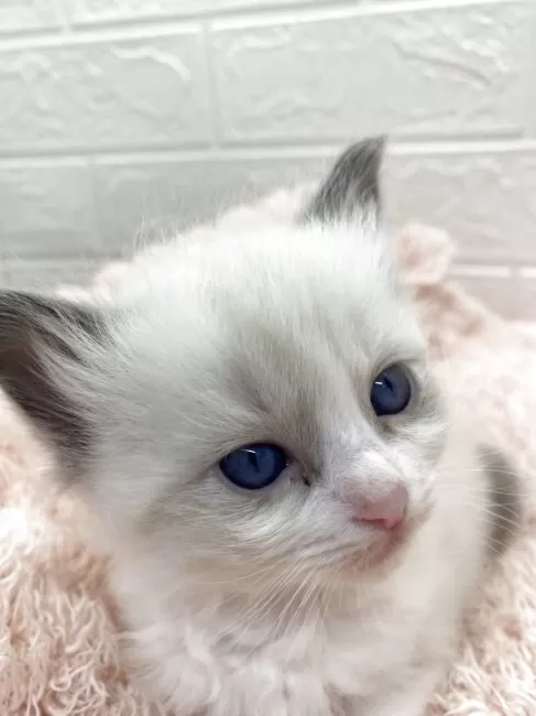 じゃれねこ『2月☆16 琉球ガラス×ブルー』 じゃれねこ『2月☆16 琉球ガラス×ブルー』 【公式通販】