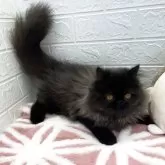 フォールデックス【埼玉県・男の子・2024年12月7日・ブラックスモーク】の写真3