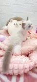 ラグドール【埼玉県・女の子・2025年4月2日・ブルーリンクスポイントバイカラー】の写真9