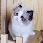 海外血統のラグドール、ハルトくん💎｜松下　千春(まつした　ちはる)ブリーダー(鹿児島県・ラグドールなど・ICC登録)の紹介写真1