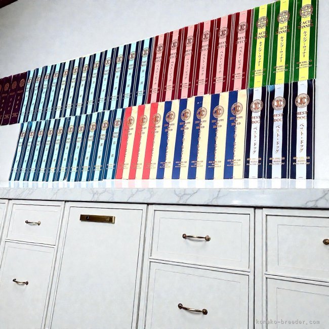 松下　千春(まつした　ちはる)ブリーダー(鹿児島県・ラグドールなど・ICC登録)の紹介写真5